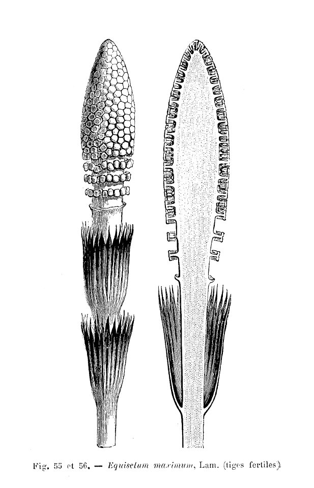 Equisetum maximum - tige fertile