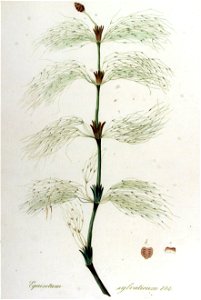 Equisetum sylvaticum — Flora Batava — Volume v12