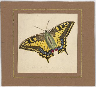 Equites Achivi Machaon Swallowtail LCCN2016648700
