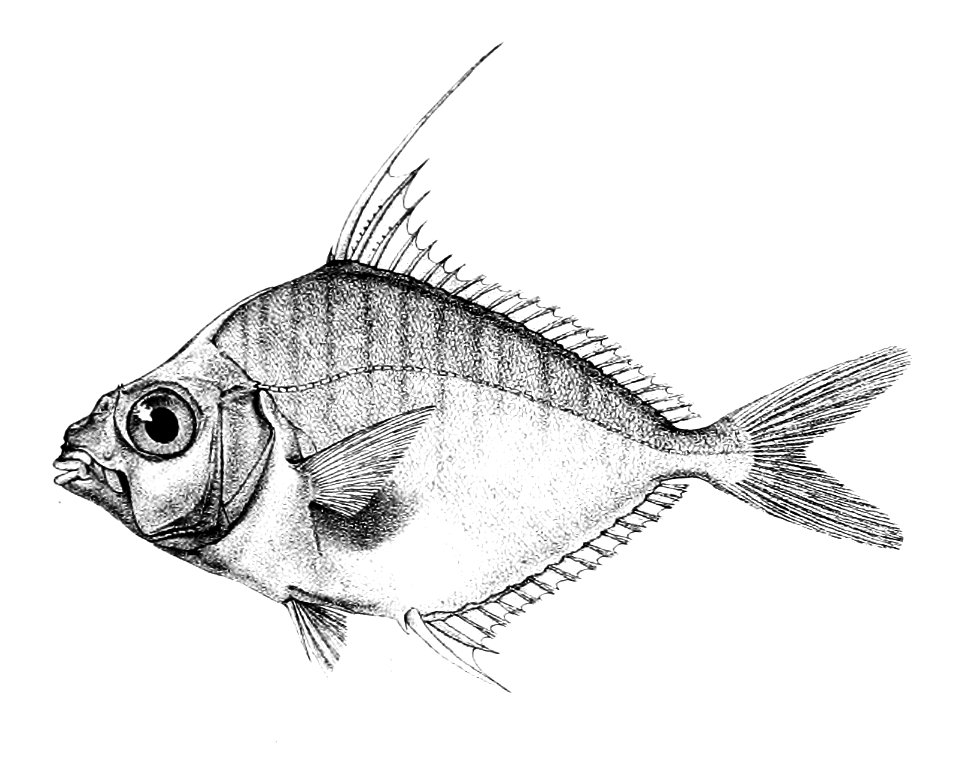 Equula fasciata Ford 51C