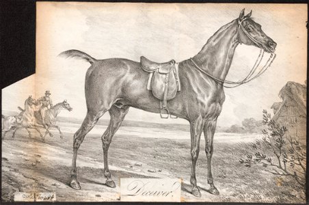 Equus caballus - 1700-1880 - Print - Iconographia Zoologica - Special Collections University of Amsterdam - UBA01 IZ21800054