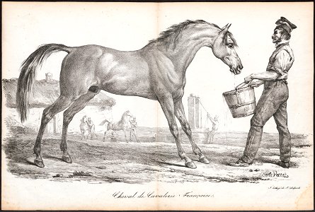Equus caballus - 1700-1880 - Print - Iconographia Zoologica - Special Collections University of Amsterdam - UBA01 IZ21800086