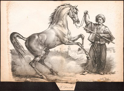 Equus caballus - 1700-1880 - Print - Iconographia Zoologica - Special Collections University of Amsterdam - UBA01 IZ21800116