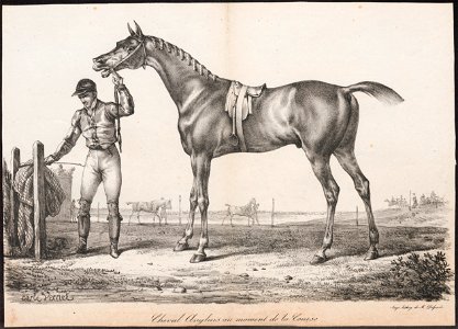 Equus caballus - 1700-1880 - Print - Iconographia Zoologica - Special Collections University of Amsterdam - UBA01 IZ21800124