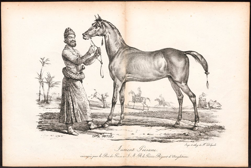 Equus caballus - 1700-1880 - Print - Iconographia Zoologica - Special Collections University of Amsterdam - UBA01 IZ21800132