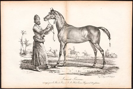 Equus caballus - 1700-1880 - Print - Iconographia Zoologica - Special Collections University of Amsterdam - UBA01 IZ21800132