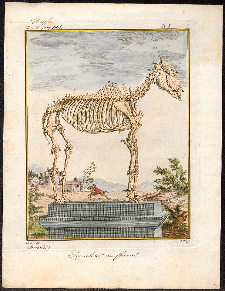 Equus caballus - skelet - 1700-1880 - Print - Iconographia Zoologica - Special Collections University of Amsterdam - UBA01 IZ21800005