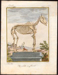 Equus caballus - skelet - 1700-1880 - Print - Iconographia Zoologica - Special Collections University of Amsterdam - UBA01 IZ21800005