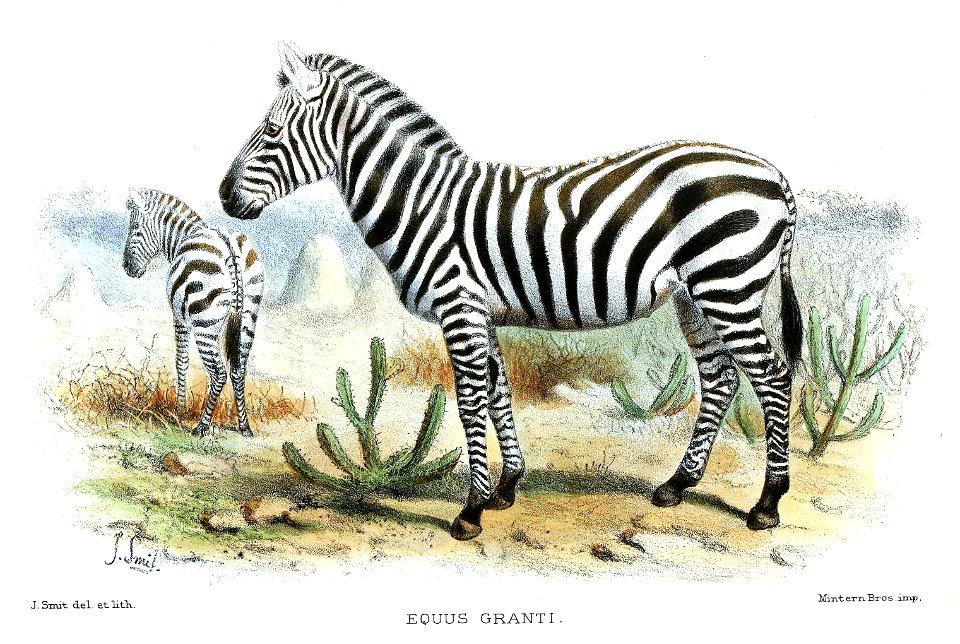 EquusGrantiSmit