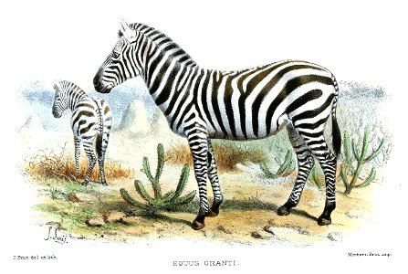 EquusGrantiSmit
