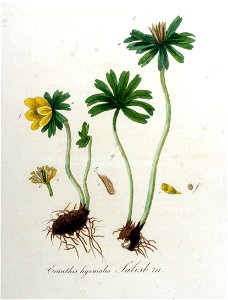 Eranthis hyemalis — Flora Batava — Volume v9. Free illustration for personal and commercial use.
