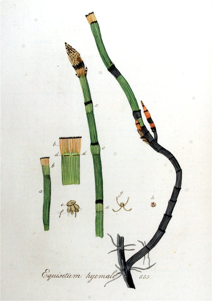 Equisetum hyemale — Flora Batava — Volume v9