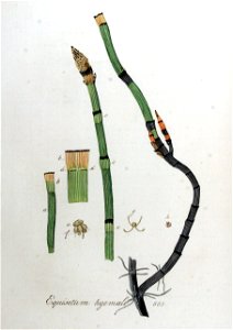 Equisetum hyemale — Flora Batava — Volume v9
