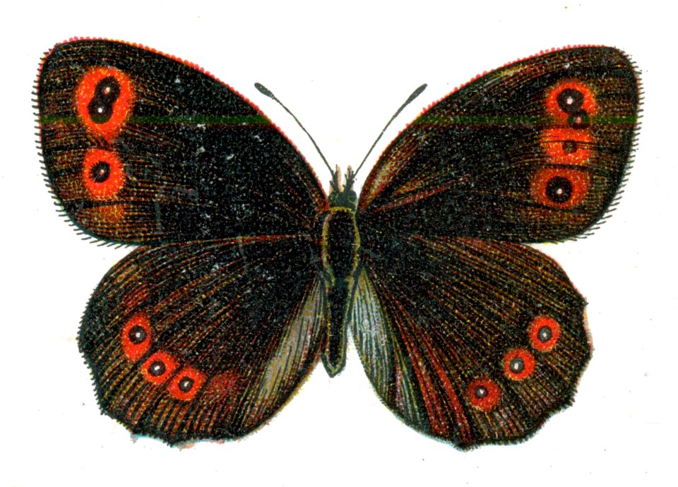 Erebia aethiops Nemos