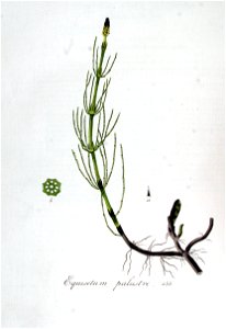 Equisetum palustre — Flora Batava — Volume v6