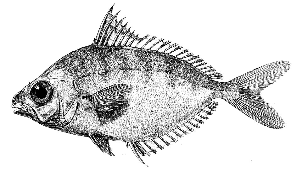 Equula lineolata Ford 51C