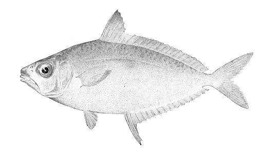 Equulites leuciscus