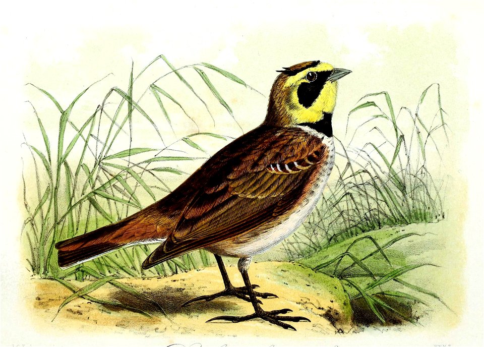 Eremophila alpestris 1869