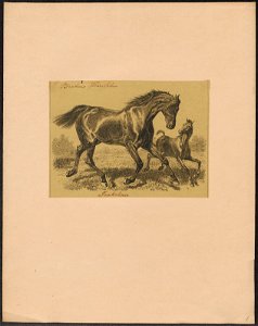 Equus caballus - 1700-1880 - Print - Iconographia Zoologica - Special Collections University of Amsterdam - UBA01 IZ21800023