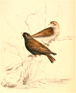 Eremopterix australis australis 1838