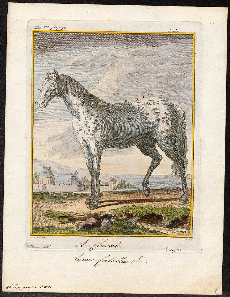 Equus caballus - 1700-1880 - Print - Iconographia Zoologica - Special Collections University of Amsterdam - UBA01 IZ21800068