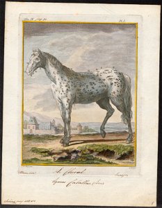 Equus caballus - 1700-1880 - Print - Iconographia Zoologica - Special Collections University of Amsterdam - UBA01 IZ21800068