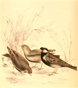 Eremopterix verticalis verticalis 1838