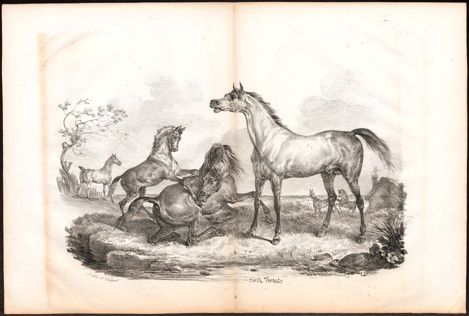 Equus caballus - 1700-1880 - Print - Iconographia Zoologica - Special Collections University of Amsterdam - UBA01 IZ21800112