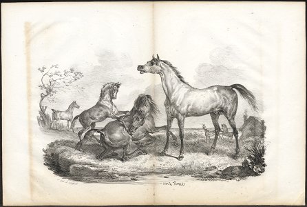 Equus caballus - 1700-1880 - Print - Iconographia Zoologica - Special Collections University of Amsterdam - UBA01 IZ21800112