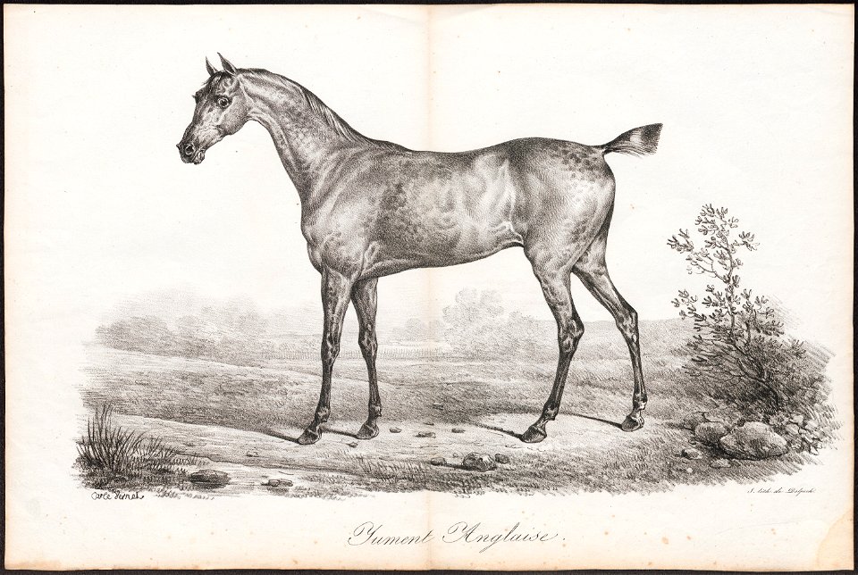 Equus caballus - 1700-1880 - Print - Iconographia Zoologica - Special Collections University of Amsterdam - UBA01 IZ21800120