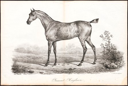 Equus caballus - 1700-1880 - Print - Iconographia Zoologica - Special Collections University of Amsterdam - UBA01 IZ21800120