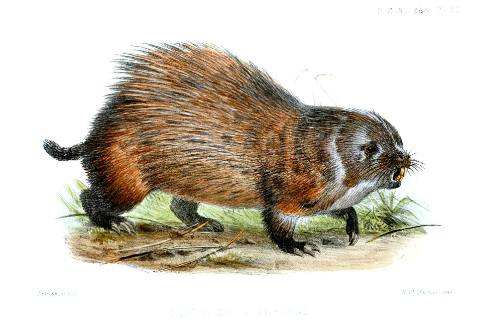 ErethizonRufescensWolf