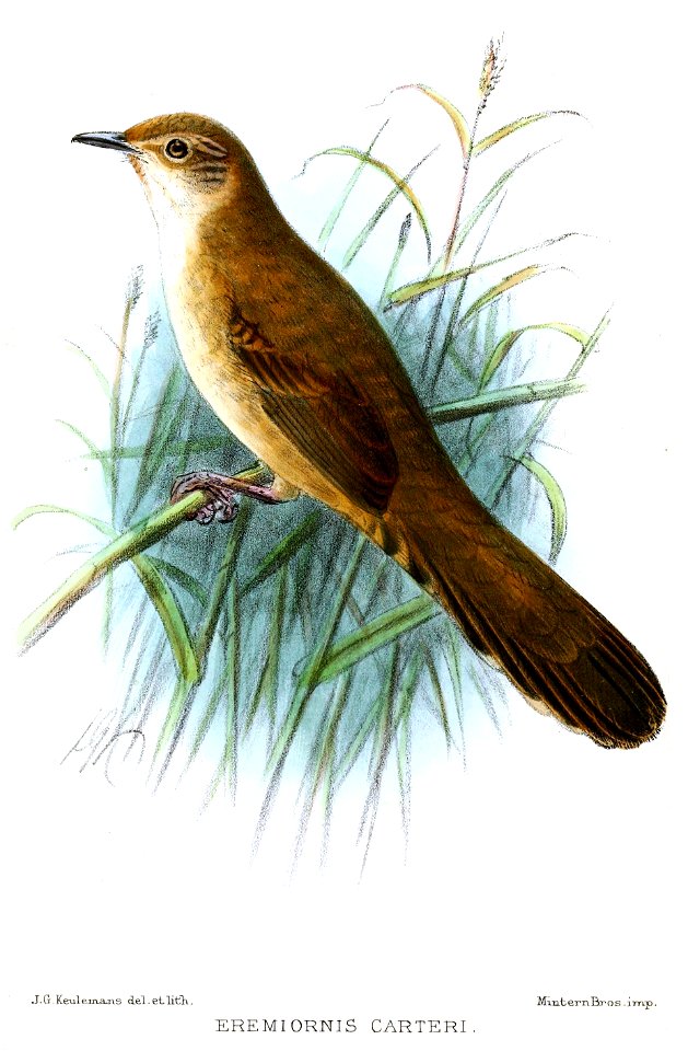 EremiornisCarteriKeulemans