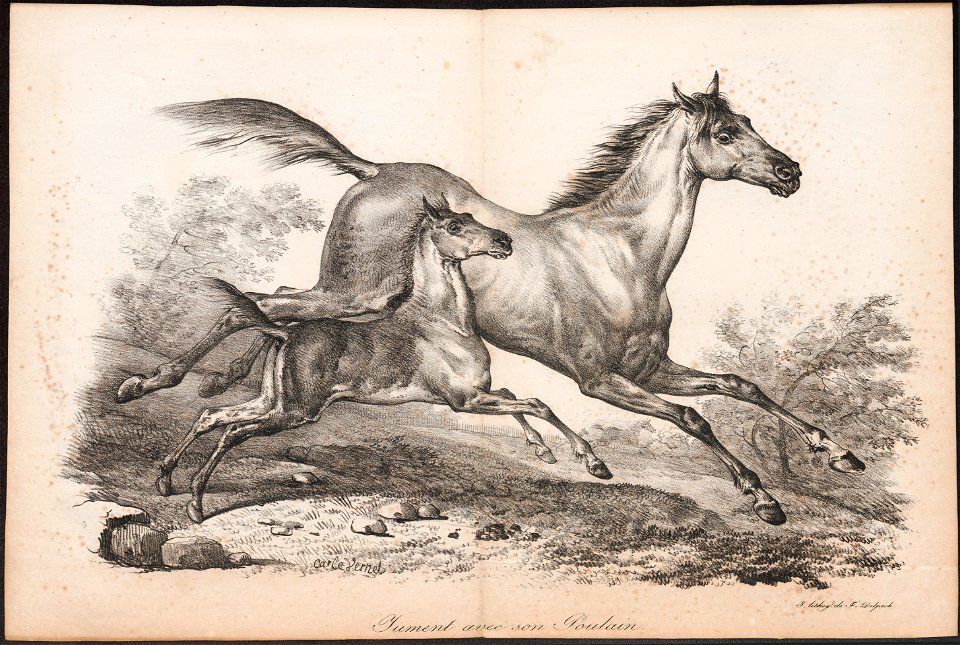 Equus caballus - 1700-1880 - Print - Iconographia Zoologica - Special Collections University of Amsterdam - UBA01 IZ21800128