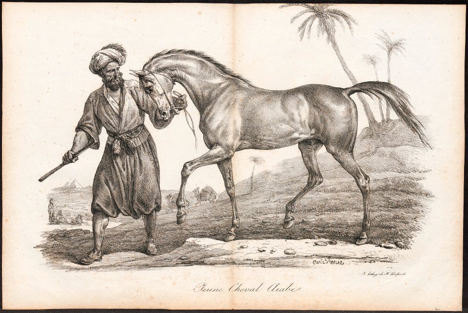 Equus caballus - 1700-1880 - Print - Iconographia Zoologica - Special Collections University of Amsterdam - UBA01 IZ21800135
