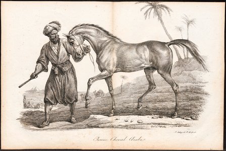 Equus caballus - 1700-1880 - Print - Iconographia Zoologica - Special Collections University of Amsterdam - UBA01 IZ21800135