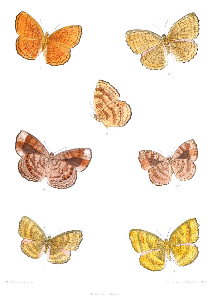 ErgolisMerione 383