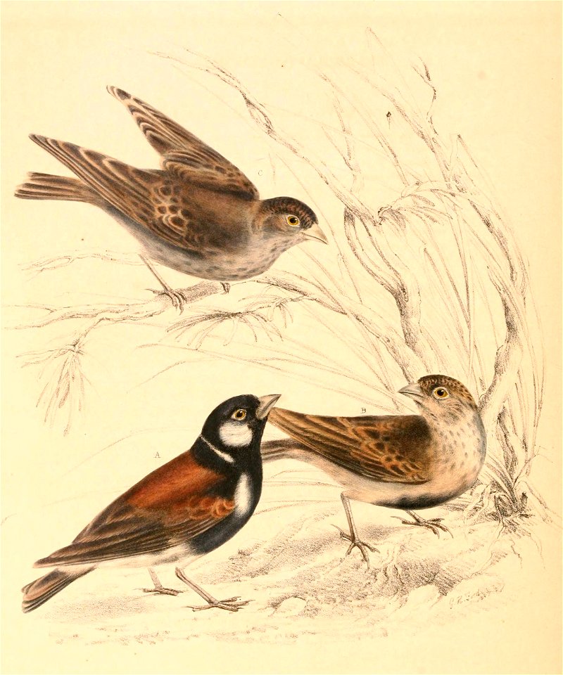 Eremopterix leucotis leucotis 1838