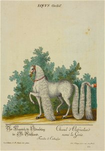 Equus Ostfris - Johann Elias Ridinger