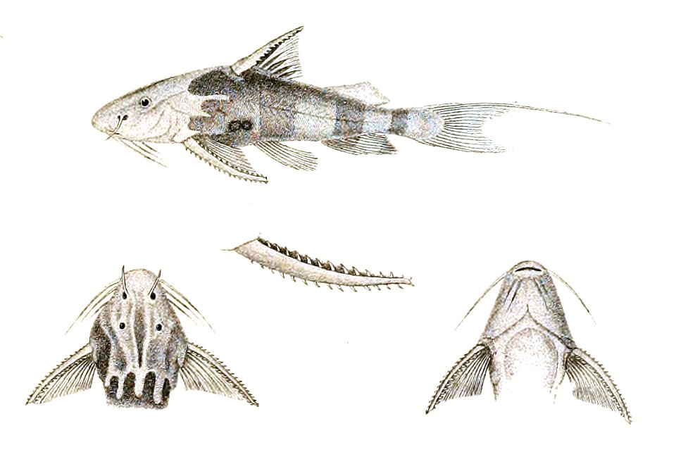 Erethistes conta Day 102