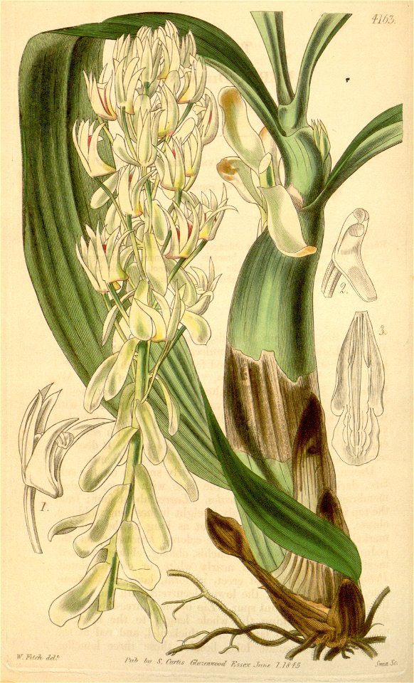 Eria bractescens (as Eria dillwynii) - Curtis' 71 (Ser. 3 no. 1) pl. 4163 (1845)
