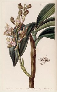 Eria ferruginea - Edwards vol 25 (NS 2) pl 35 (1839)