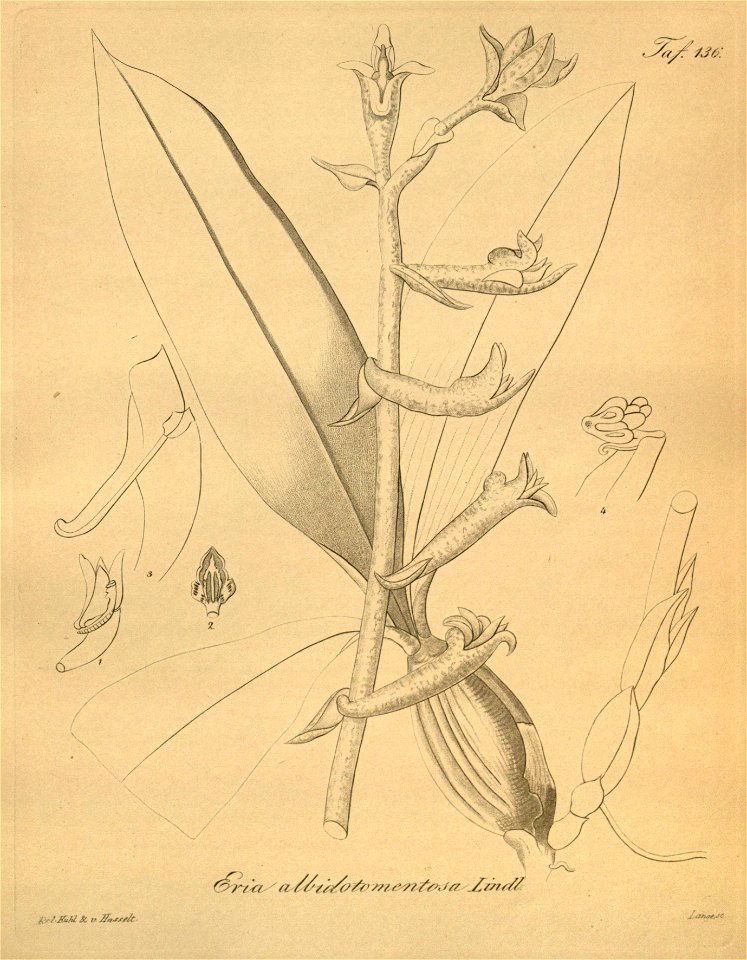 Eria lasiopetala (as Eria albidotomentosa) - Xenia 2 pl 136
