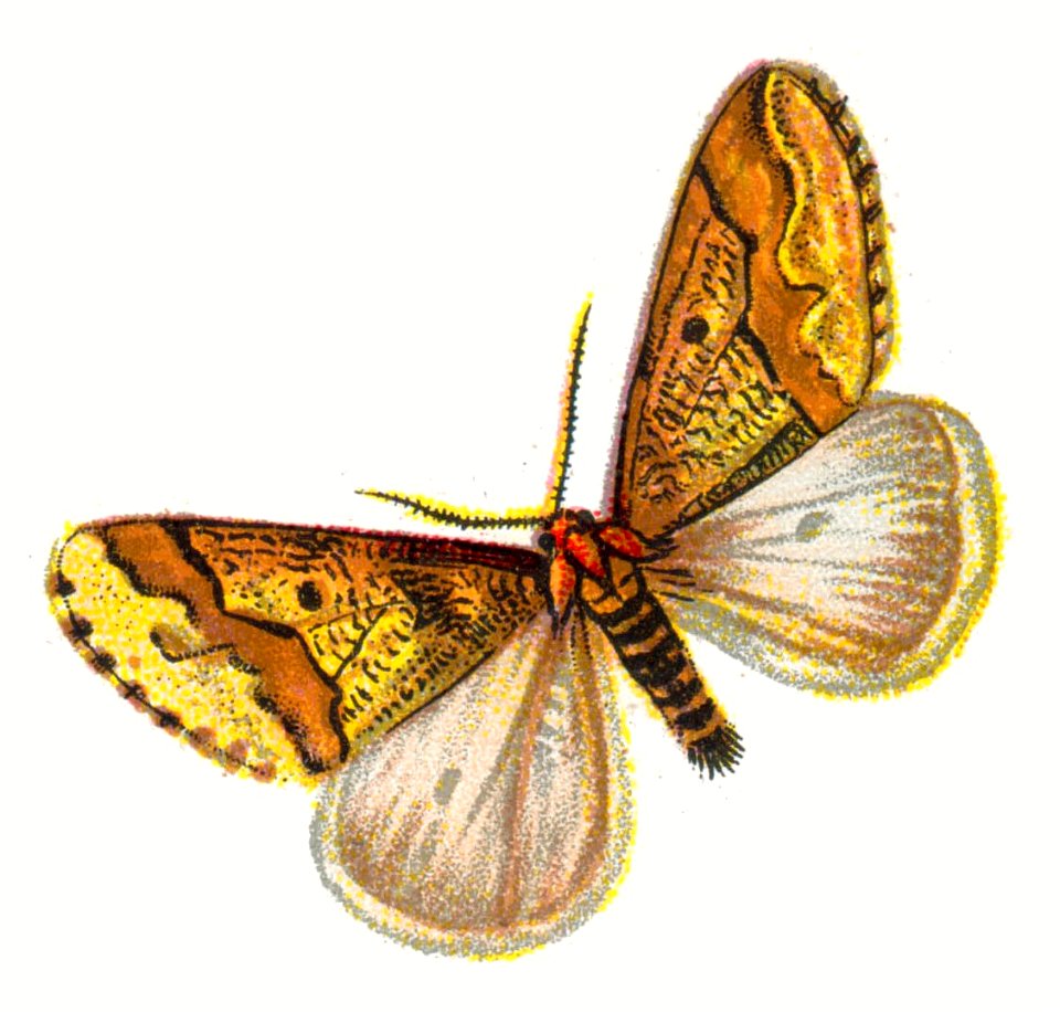 Erannis defoliaria male par Nemos