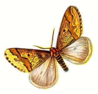 Erannis defoliaria male par Nemos