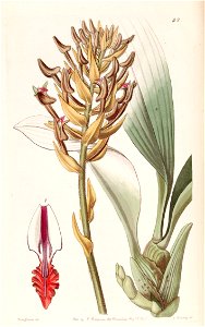 Eria ornata (as Eria armeniaca) - Edwards vol 27 (NS 4) pl 42 (1841)