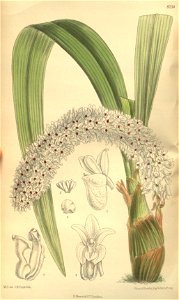 Eria rhyncostyloides (spelled Eria rhynchostyloides) - Curtis' 135 (Ser. 4 no. 5) pl. 8234 (1909)