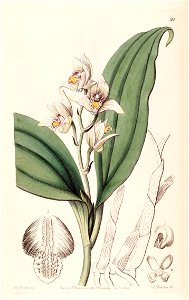 Eria coronaria (as Trichosma suavis) - Edwards vol 28 (NS 5) pl 21 (1842)