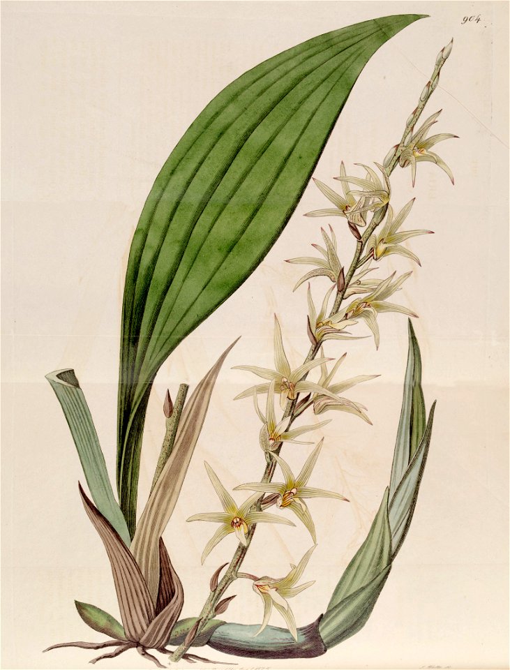 Eria javanica (as Eria stellata) - Bot. Reg. 11 pl. 904 (1825)