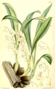 Eria myristiciformis (spelled Eria myristicaeformis) - Curtis' 89 (Ser. 3 no. 19) pl. 5415 (1863)